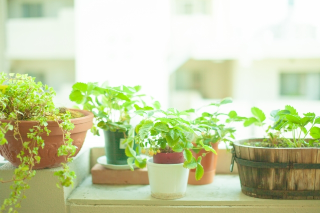 観葉植物コバエは外に出すと寄ってくる 外に出さないのと受皿の水に注意